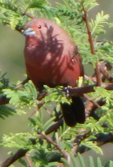Lagonosticta rhodopareia