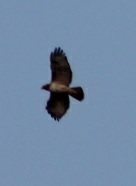 Buteo jamaicensis