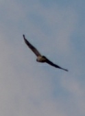 Buteo jamaicensis