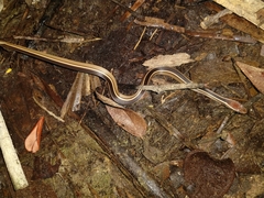 Coniophanes schmidti