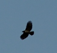 Buteo jamaicensis