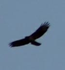 Buteo jamaicensis