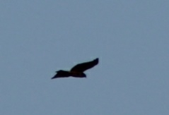 Buteo jamaicensis