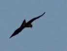 Buteo jamaicensis