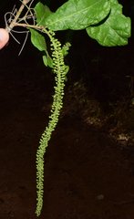 Coccoloba liebmannii