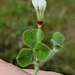 Subterranean Clover - Photo (c) John A Haskins, some rights reserved (CC BY), uploaded by John A Haskins