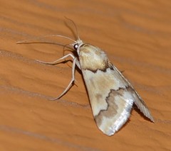 Pseudoschinia elautalis