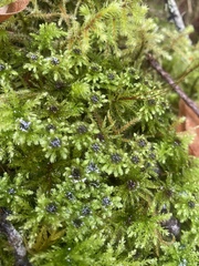 Leucolepis