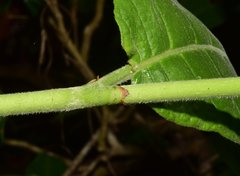 Coccoloba liebmannii