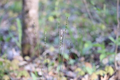 Oryzopsis asperifolia