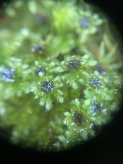 Leucolepis
