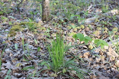 Oryzopsis asperifolia