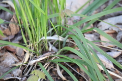 Oryzopsis asperifolia