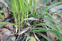 Oryzopsis asperifolia