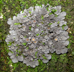 Physma byrsaeum