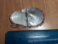 Pinctada imbricata