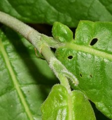 Coccoloba liebmannii