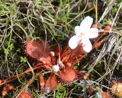 Drosera bulbosa