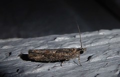 Strepsicrates ejectana