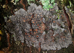 Physma byrsaeum