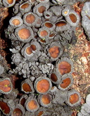 Physma byrsaeum