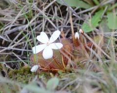 Drosera bulbosa