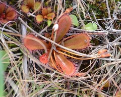 Drosera bulbosa