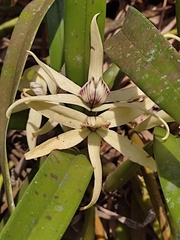 Prosthechea baculus