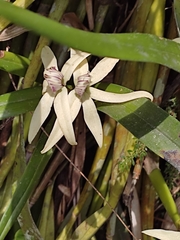 Prosthechea baculus