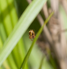 Araneus pratensis