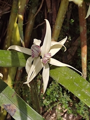 Prosthechea baculus