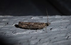 Strepsicrates ejectana