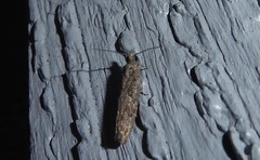 Strepsicrates ejectana