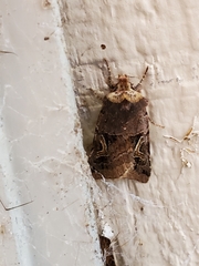 Cerastis enigmatica
