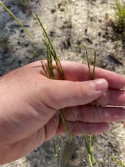 Festuca octoflora