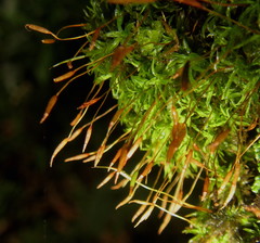 Tortella humilis