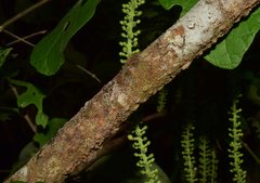 Coccoloba liebmannii