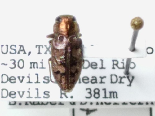 Chrysobothris iris