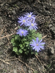 Anemonoides apennina