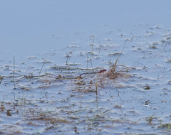 Enallagma dubium