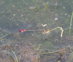 Enallagma dubium