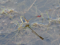Enallagma dubium