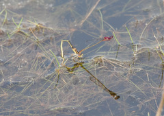 Enallagma dubium