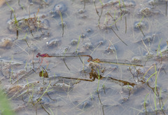 Enallagma dubium