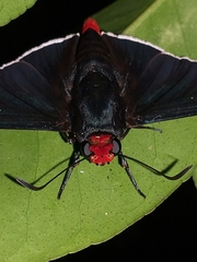 Pyrrhopyge