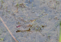 Enallagma dubium