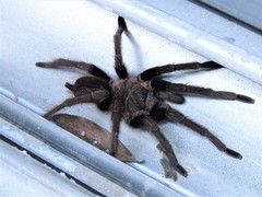 Sericopelma