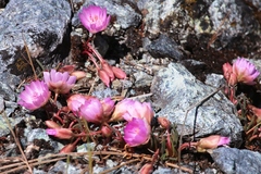 Lewisia rediviva