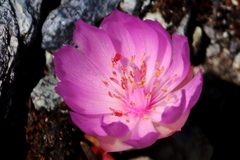 Lewisia rediviva