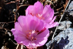 Lewisia rediviva